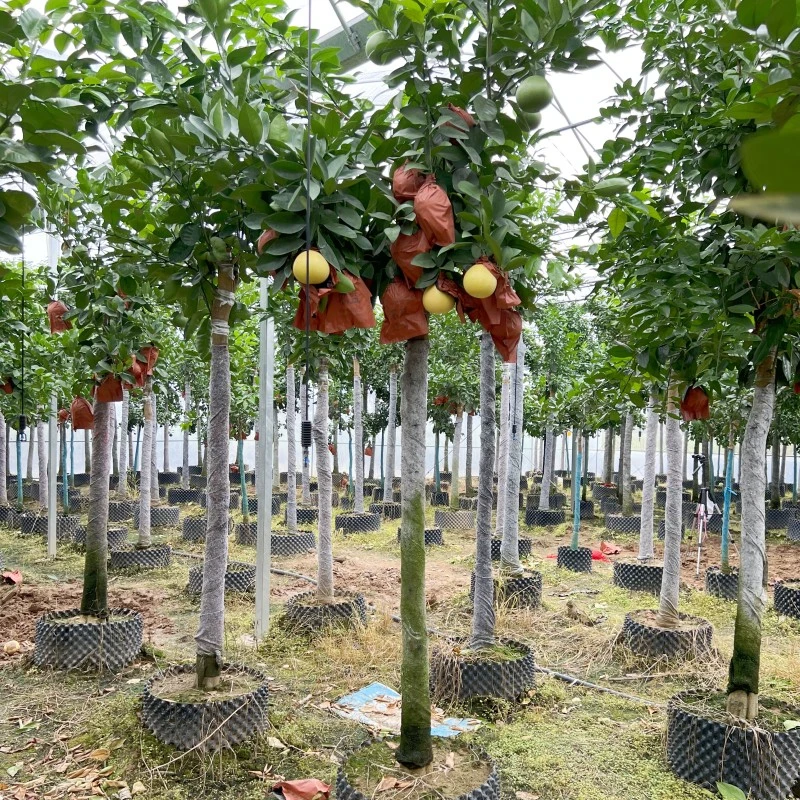 黄金葡萄柚苗南北方庭院地栽柚子树苗盆栽嫁接带土西柚苗当年结果