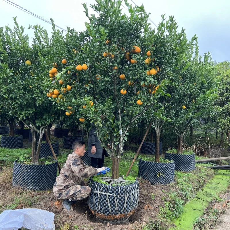 春见苗耙耙柑树苗嫁接果树丑柑苗桔子树苗春见粑粑柑树苗春见柑橘