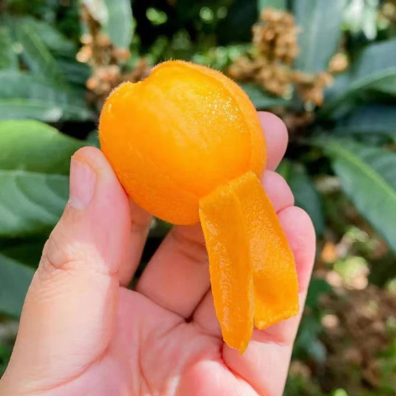 新鲜枇杷5斤整箱云南蒙自高原枇杷皮薄多汁农家琵琶当季水果现摘
