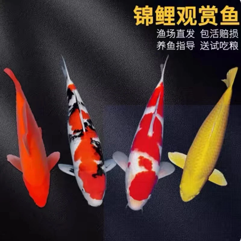 【10条】9-11公分 锦鲤精品 花色混搭 冷水观赏鱼