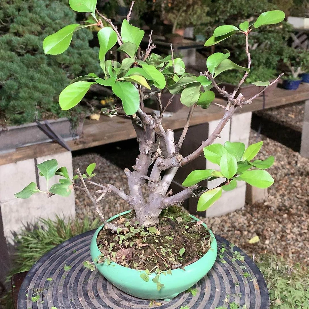 开花盆景观赏植物