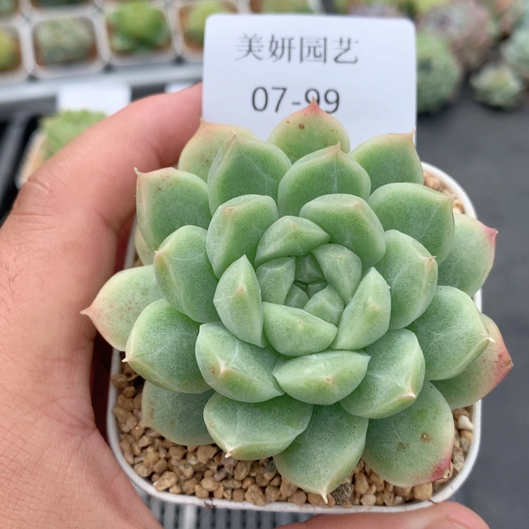 多肉植物。07-99麦秆