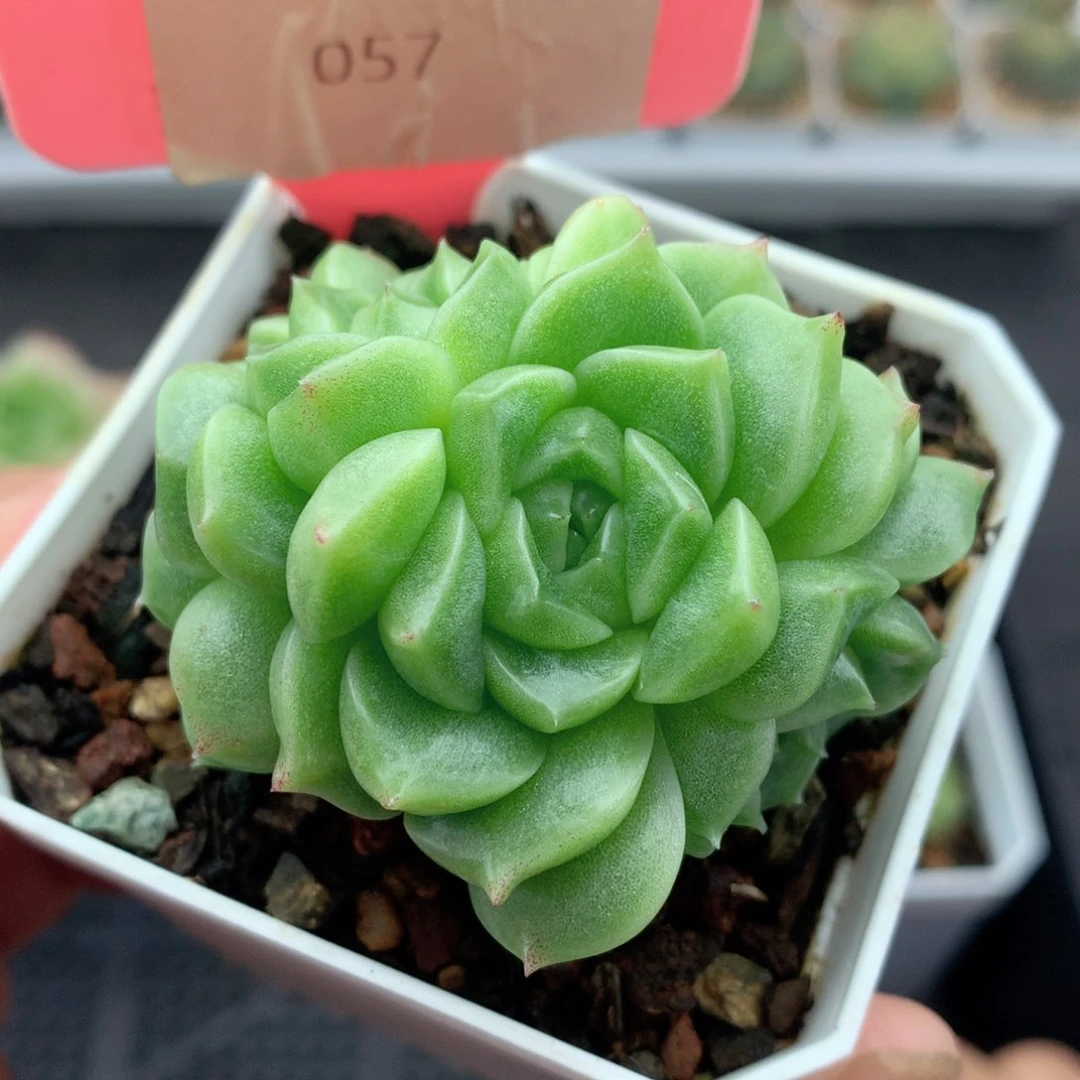 多肉植物。057。麦秆