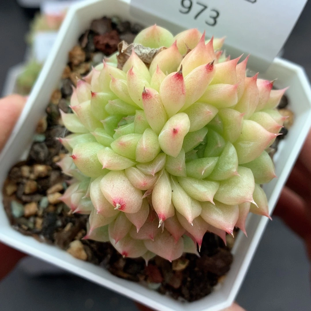 多肉植物。973麦秆