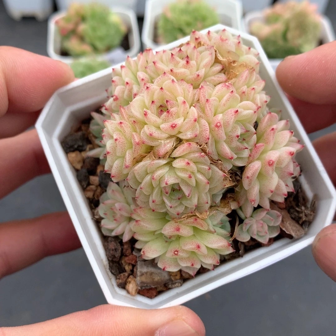 多肉植物。508麦秆