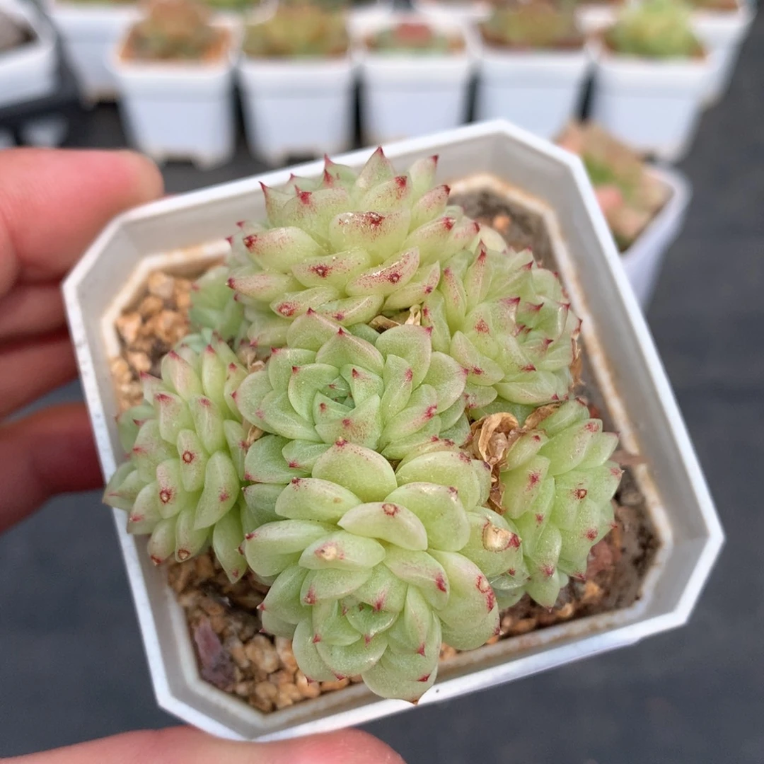 多肉植物。166麦秆