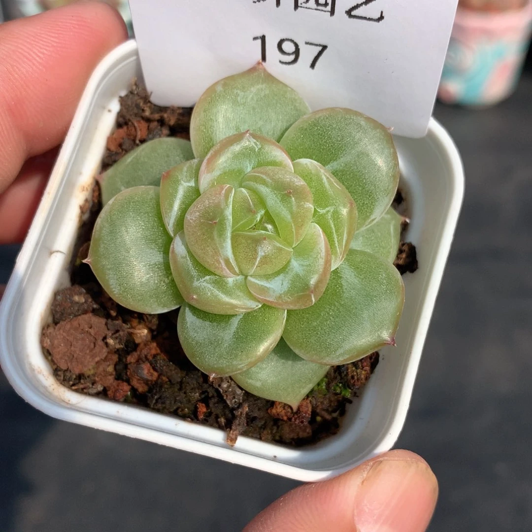 多肉植物。197珍妮