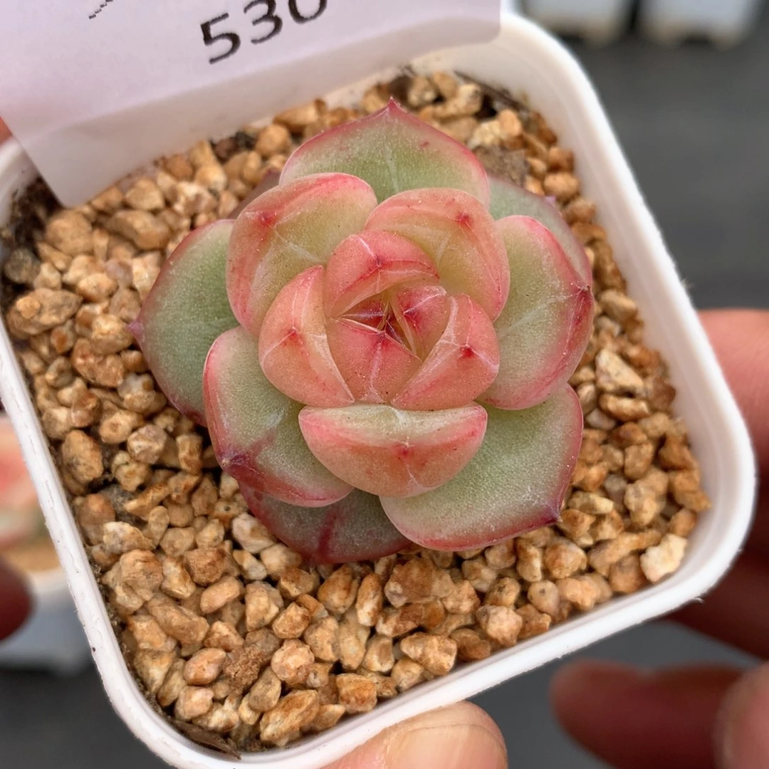 多肉植物。530珍妮