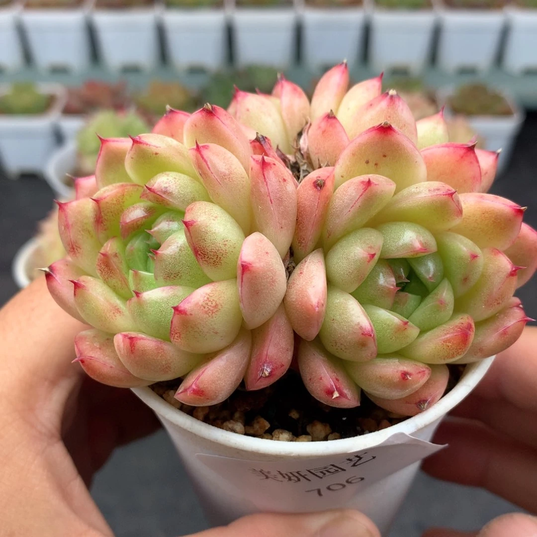 多肉植物。706麦秆