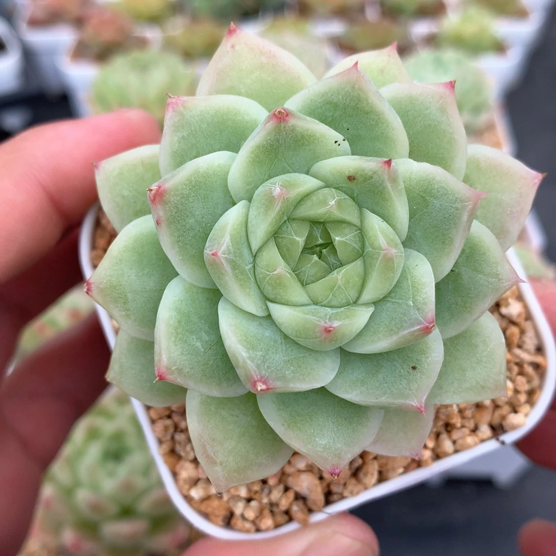 多肉植物。833麦秆