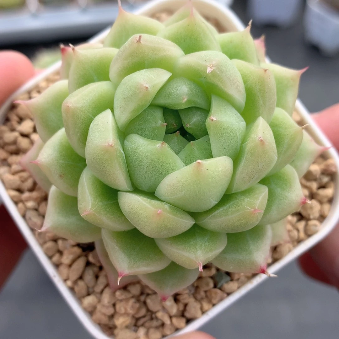 多肉植物。08-182麦秆