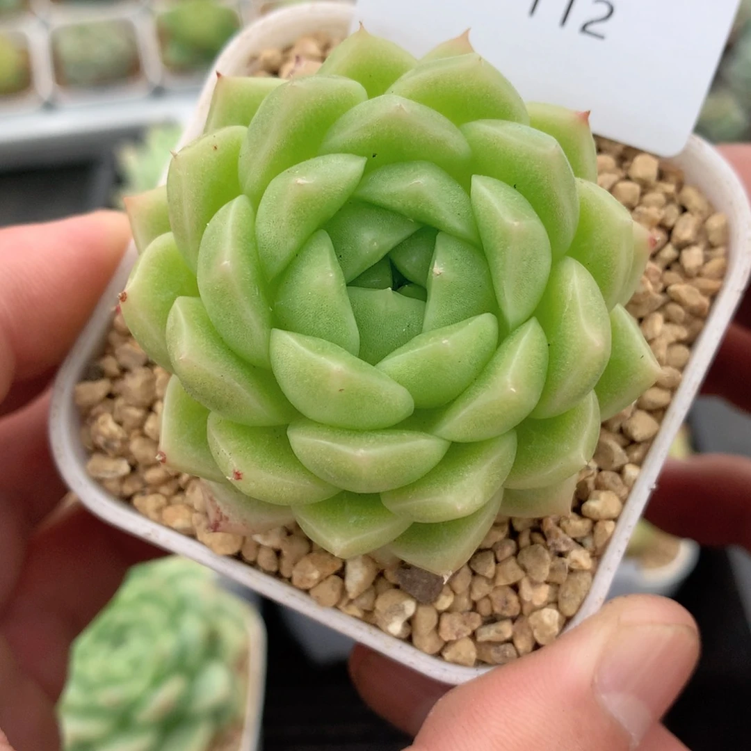 多肉植物。07-112麦秆