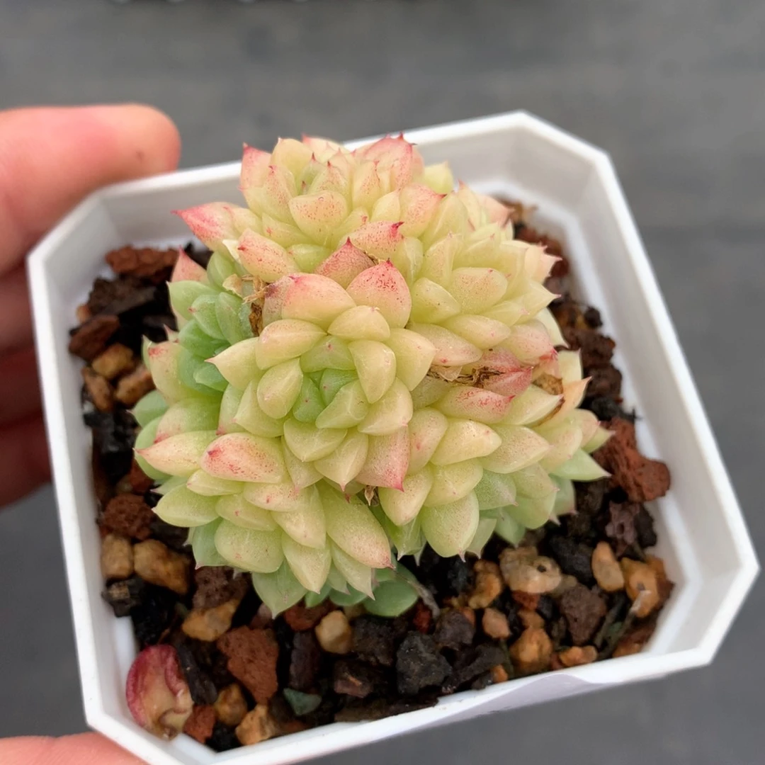 多肉植物。637麦秆