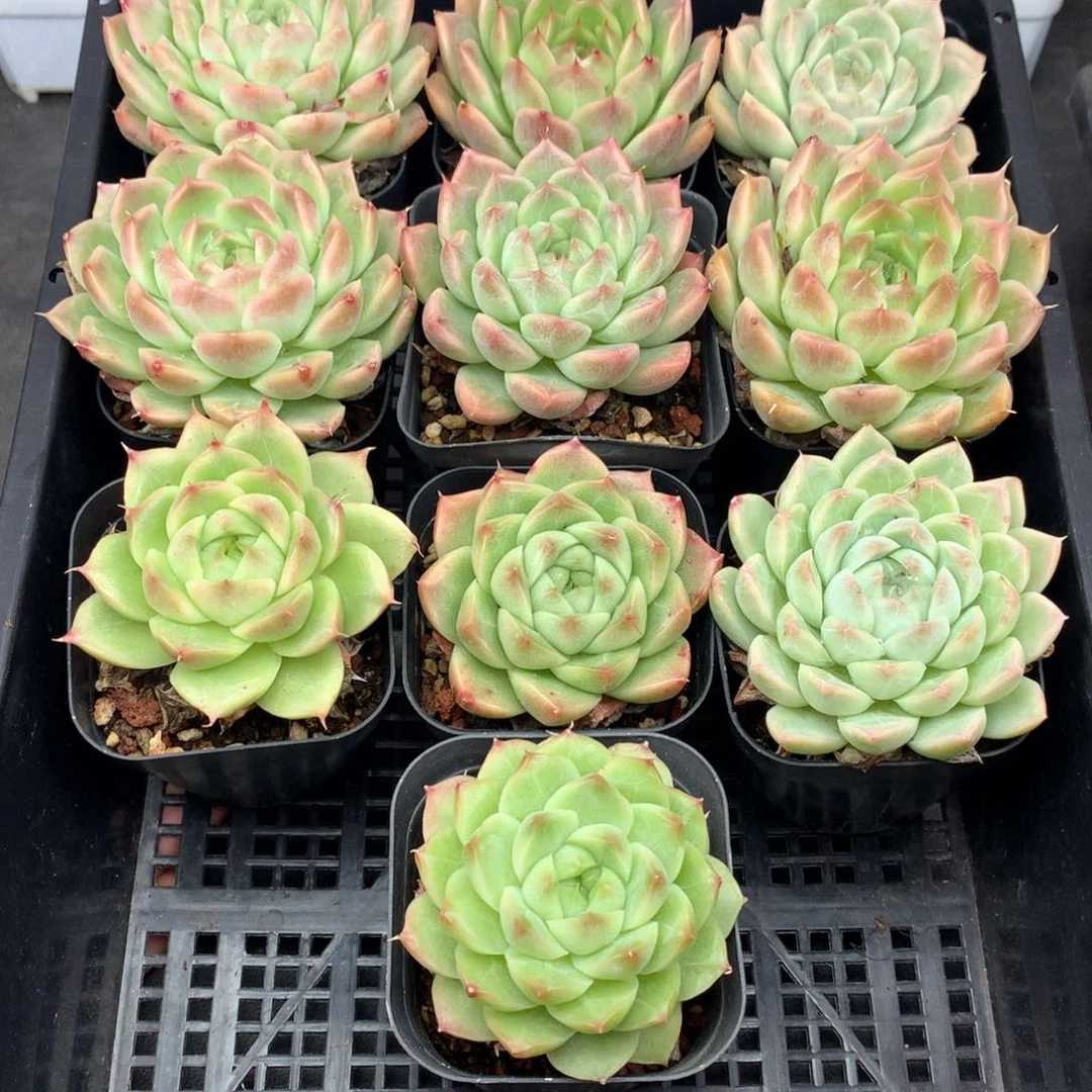 多肉植物。709麦秆套餐10颗