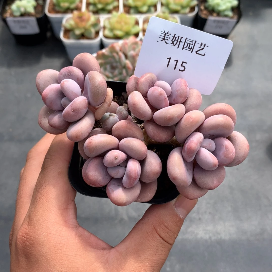 多肉植物。115桃蛋