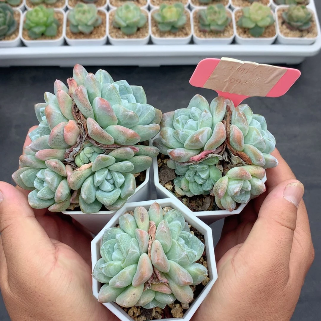 多肉植物。092。冰玉