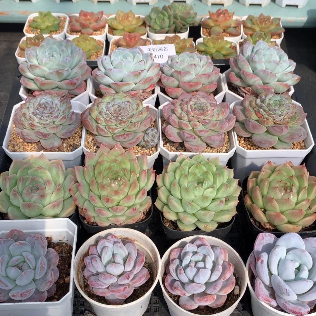 多肉植物。470套餐16颗