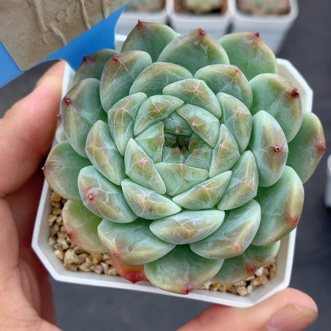 多肉植物。072。冰魄
