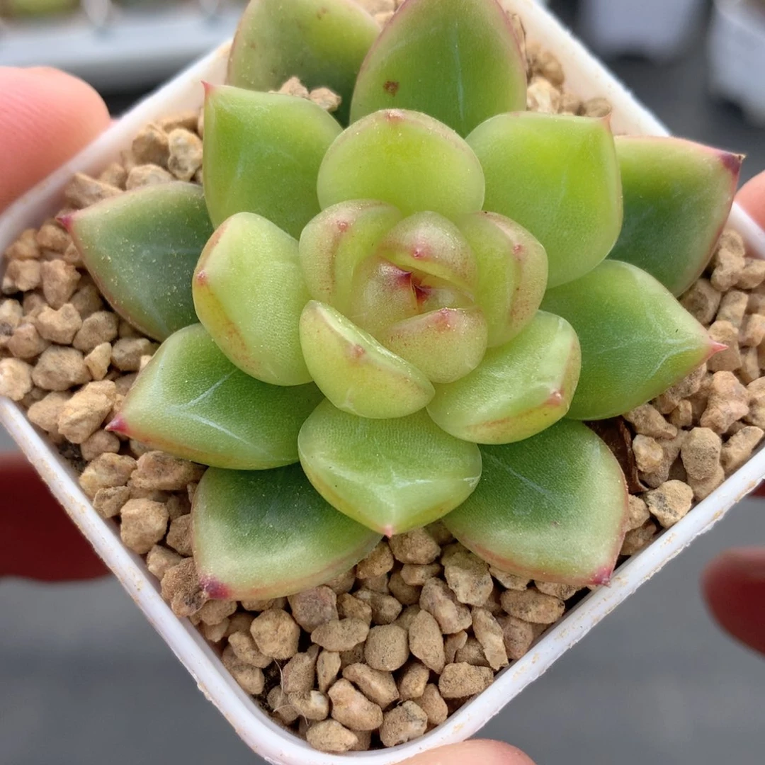 多肉植物。08-119珍妮