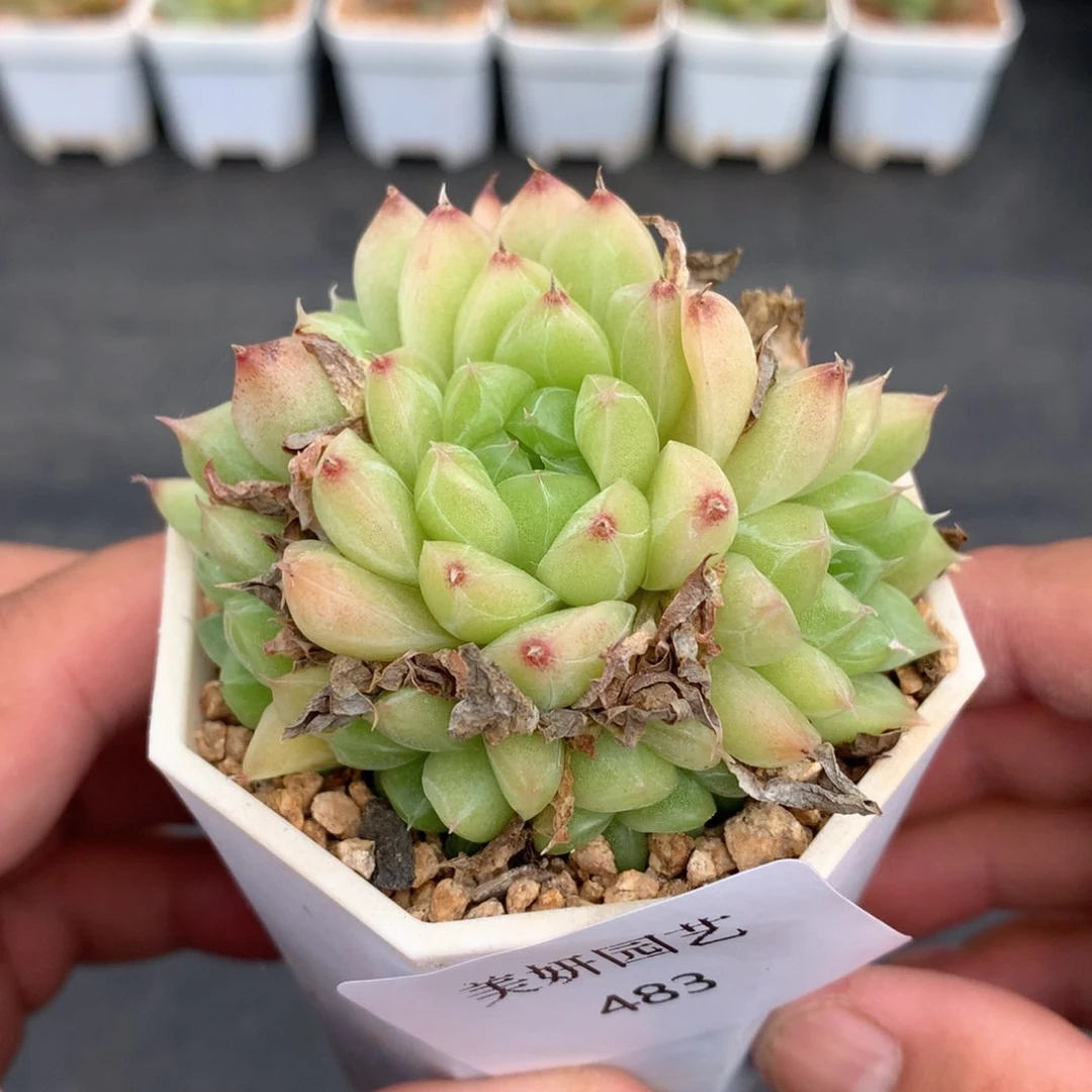 多肉植物 483麦秆