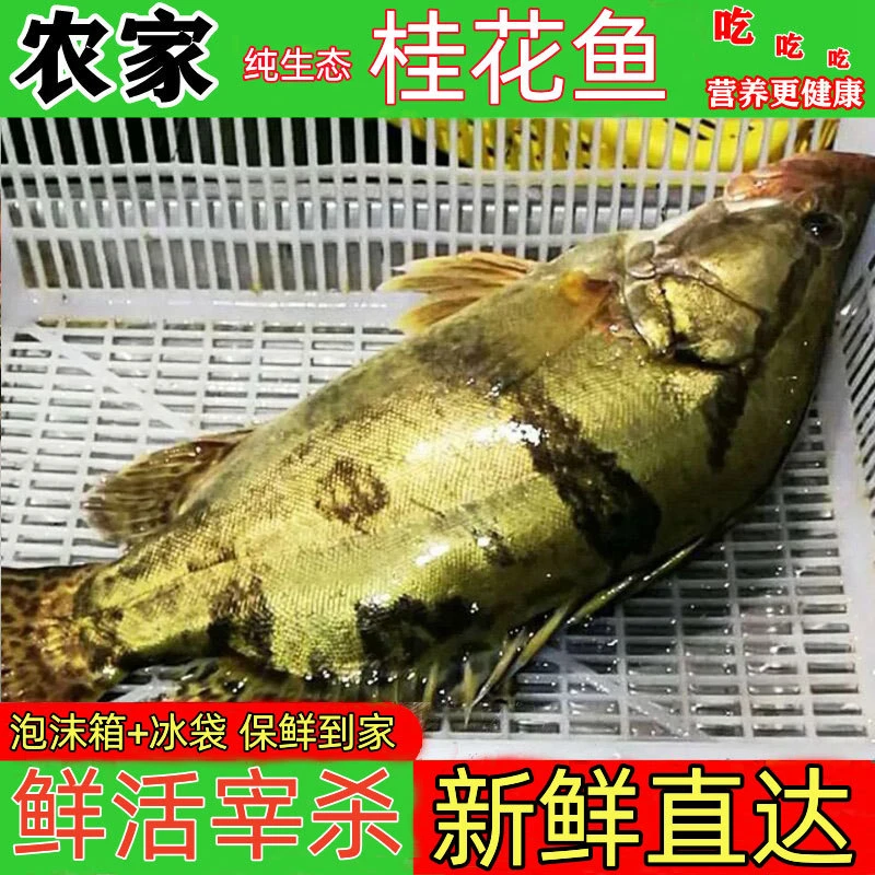 农家生态淡水桂花鱼鲜活现杀发货新鲜鳜鱼鳌花鱼鱼季花鱼桂花鱼
