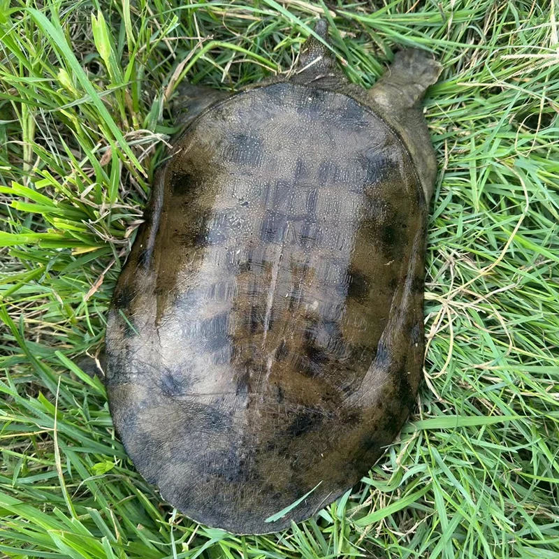 精品土甲鱼水鱼脚鱼老鳖团鱼鲜活运输冷链河甲湖甲