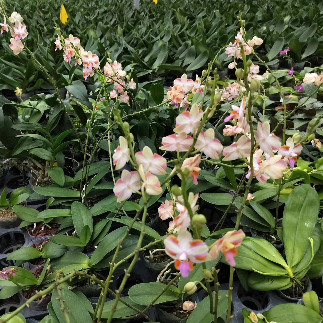 【粉红猫】蝴蝶兰 3寸