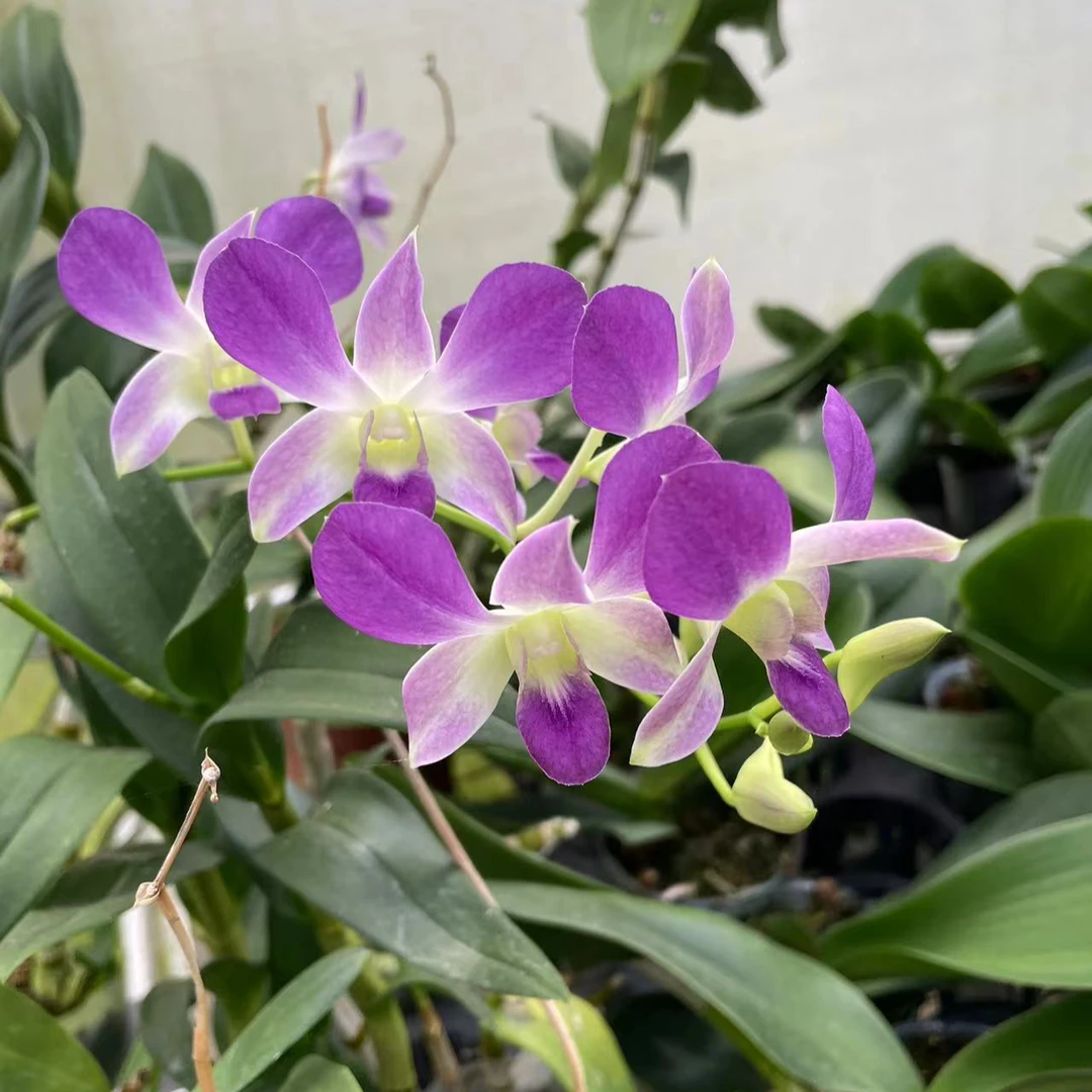 秋石斛蝴蝶兰趣味室内绿植