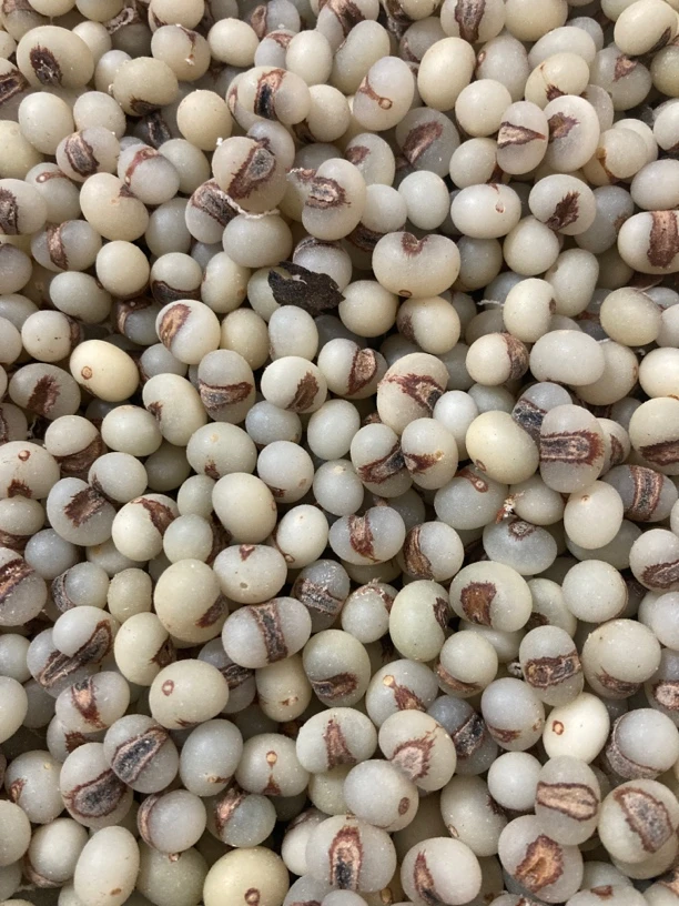 非金属木质手链 150颗散珠 未打孔未抛光金佛草菩提棕榈子手工珠