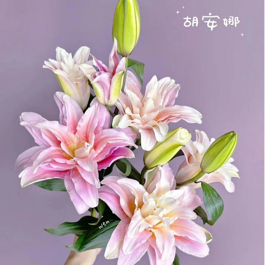 《浪漫七夕》胡安娜重瓣百合备用备用生活生活备用生活备用生活