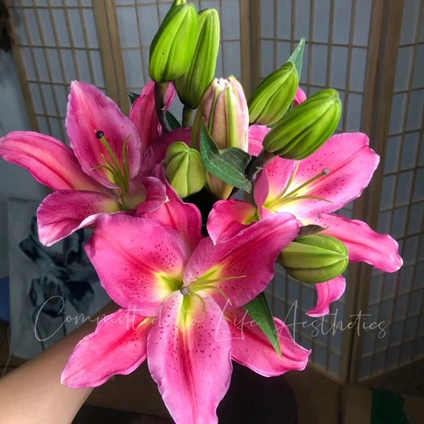 【稀有】鸿云当头百合花  越开越大 清香，花期超长待机   颜值高