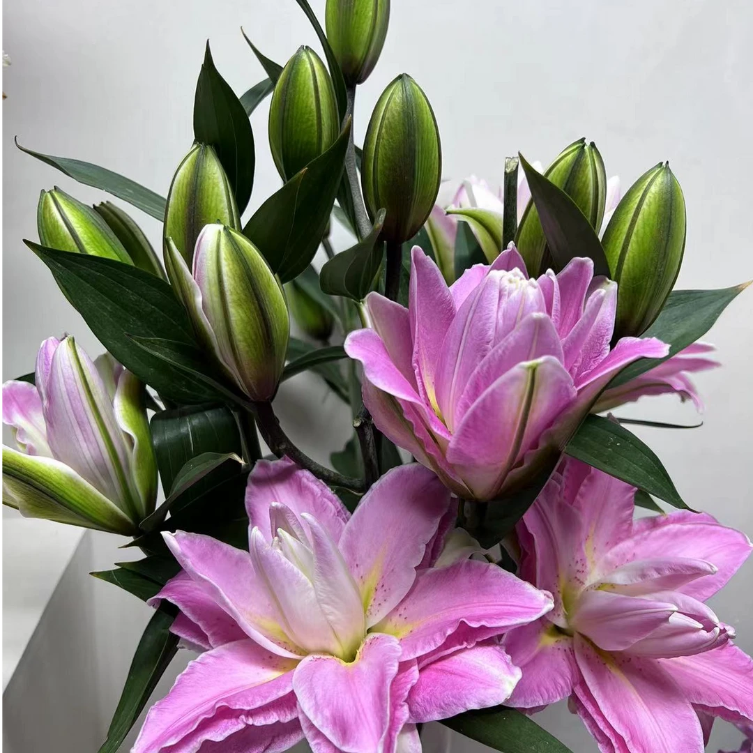 【花期超长】莲花之镜  重瓣香水百合，花型立体清香蜜香开花