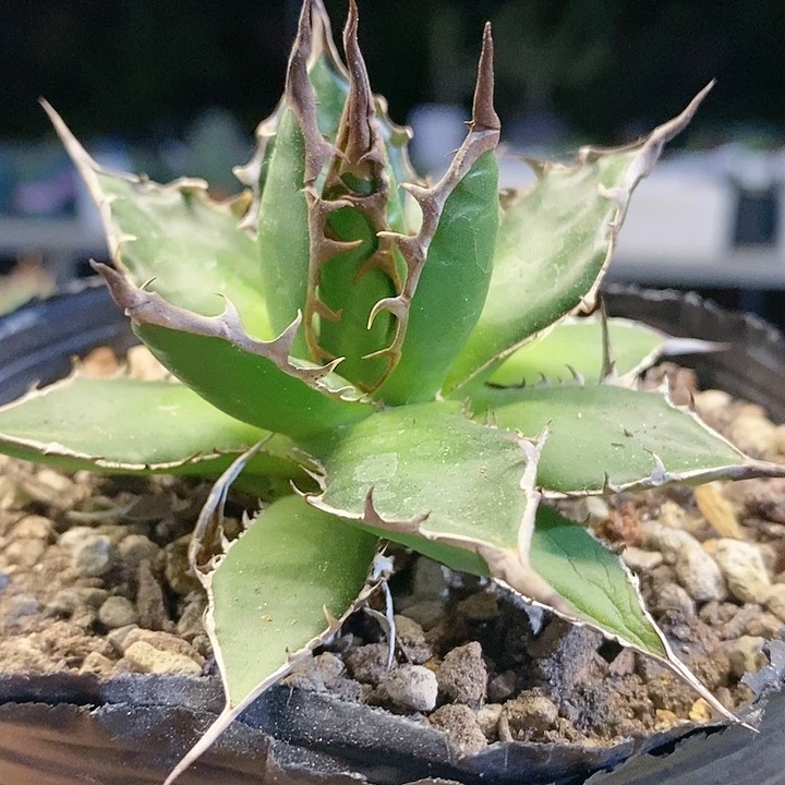 姬国际法多肉植物