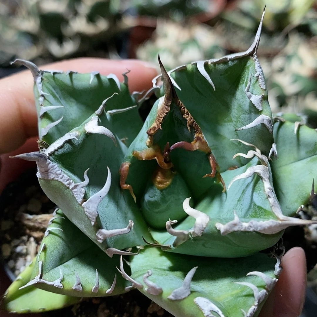 龙舌兰 魔丸 多肉