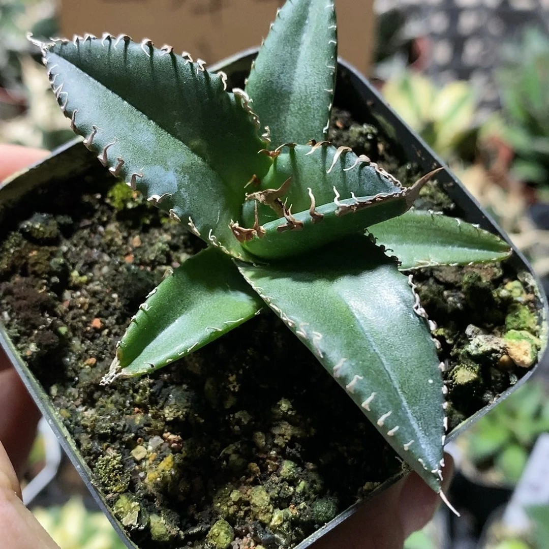 p**g龙舌兰 美杜莎 多肉