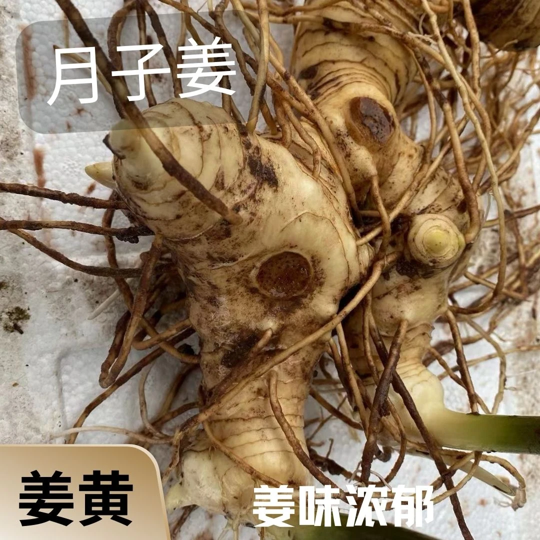现挖新鲜黄精猫儿姜小黄姜月子姜煲汤