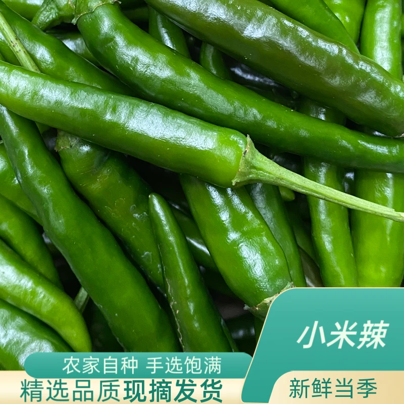 农家自种2024新品小米椒新鲜当季现摘现发货坏果包赔