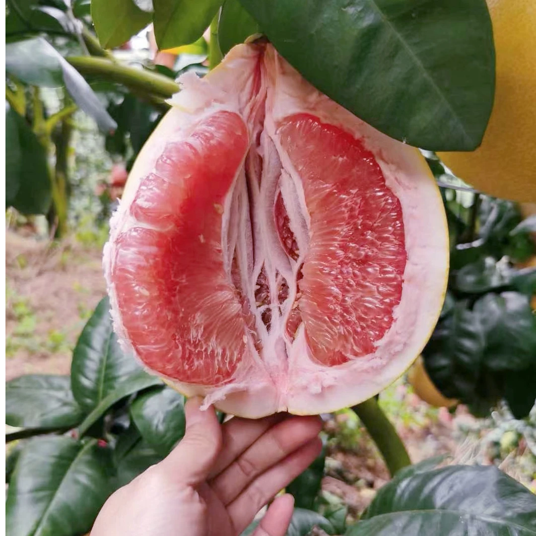 正宗平和琯溪红肉蜜柚