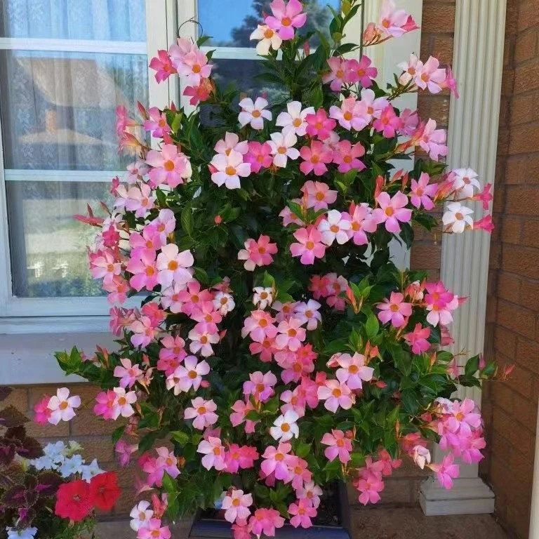 【飘香藤】爬藤花卉盆栽喜阳耐寒日常客厅可地栽超大花型遮挡阳移栽