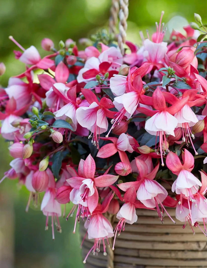 【吊钟海棠】J灯笼花春天氛围倒挂金钟多年生阳台灌木掉花苞不售后