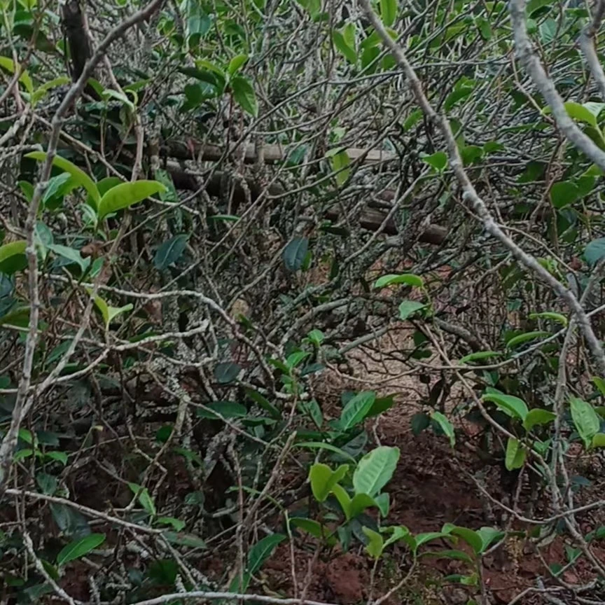 红土地藤条茶2024年