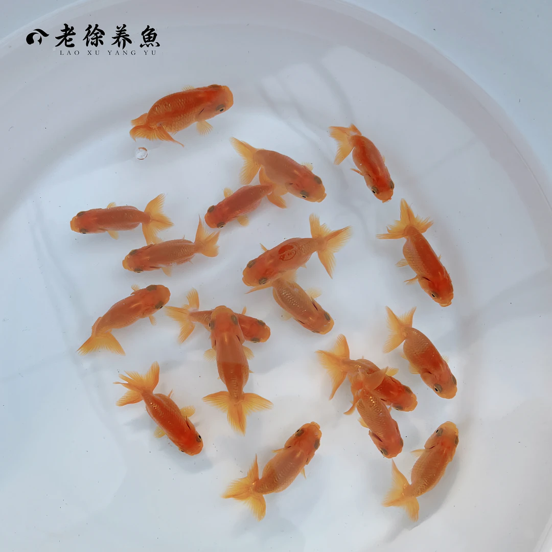 老徐观赏鱼日系南泽宇野3公分左右