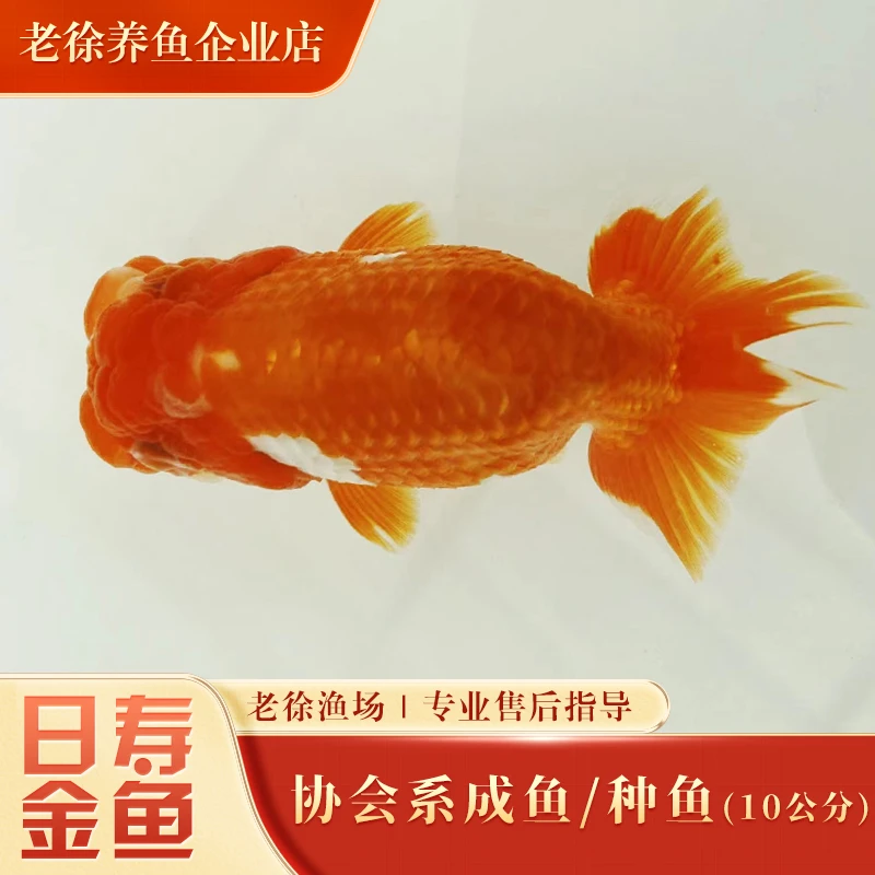 【活体】日寿金鱼协会系成鱼/可做种鱼(10公分+)精品观赏鱼