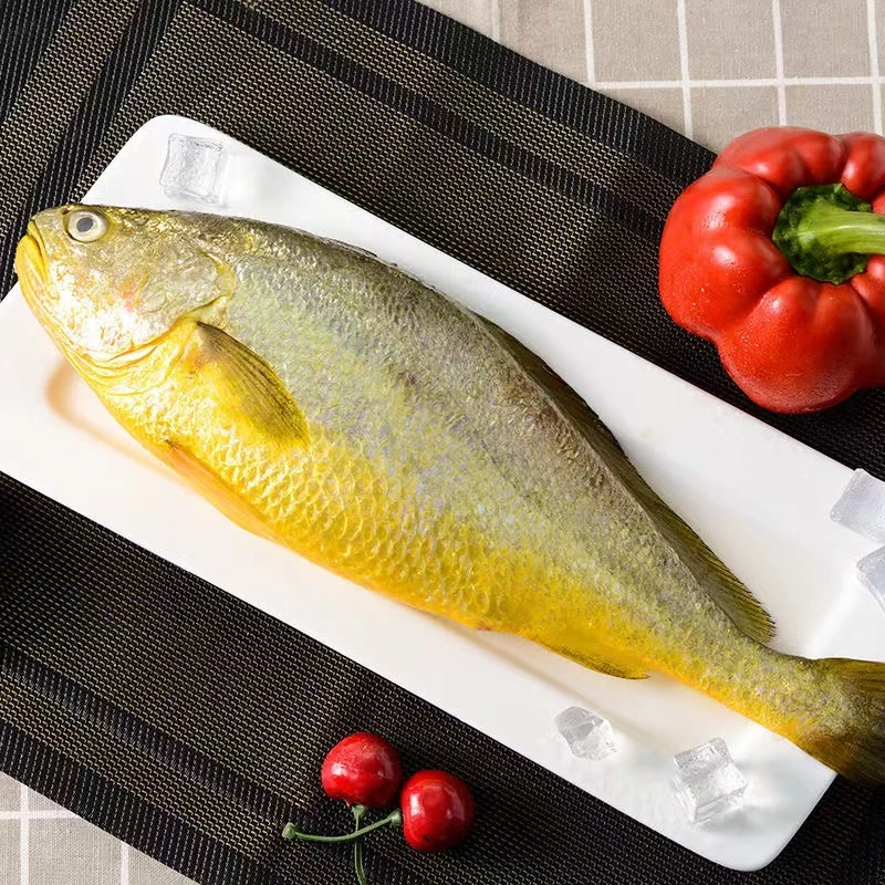 【一霏】新鲜冷冻生态大黄花鱼2.5斤左右/条 到手3条7.5斤以上海鲜