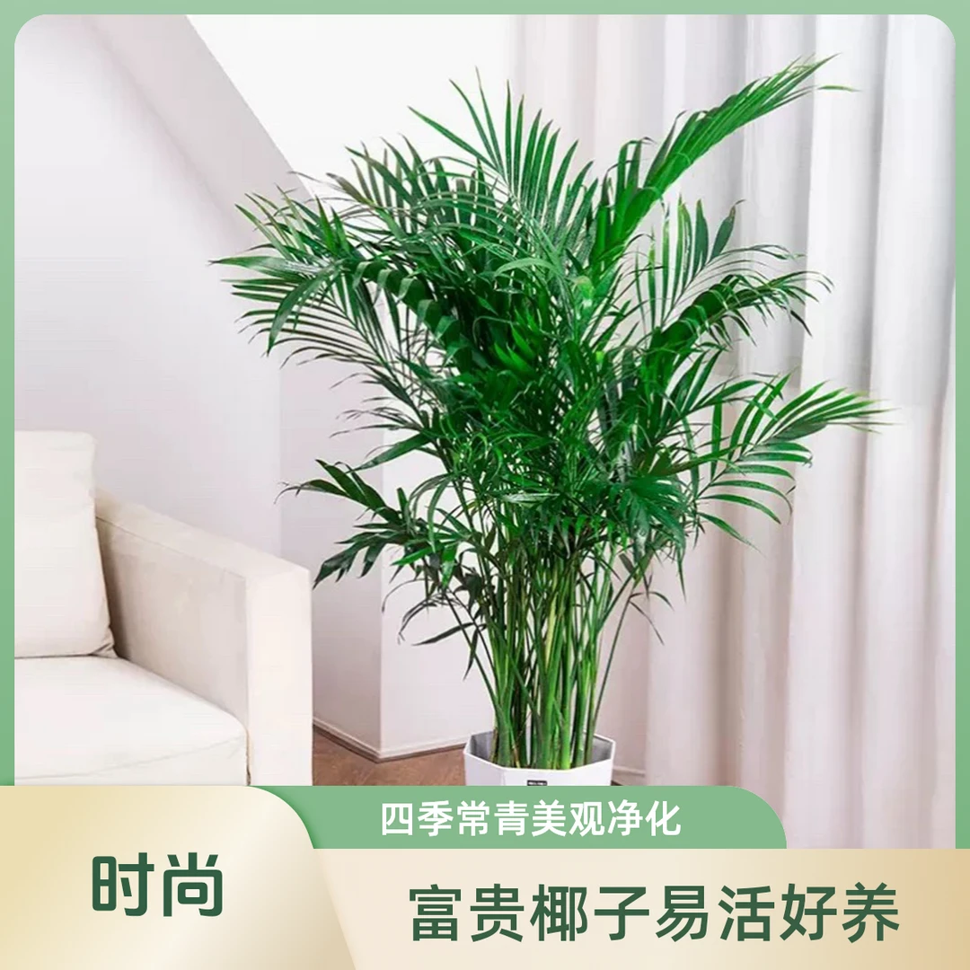 0.7-1.3米富贵椰子植物四季常青室内落地盆栽好养活吸甲醛