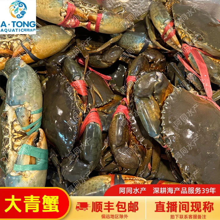 【阿同水产】青蟹公蟹公肉蟹 个大肉肥直播间现称 仅省内可怕