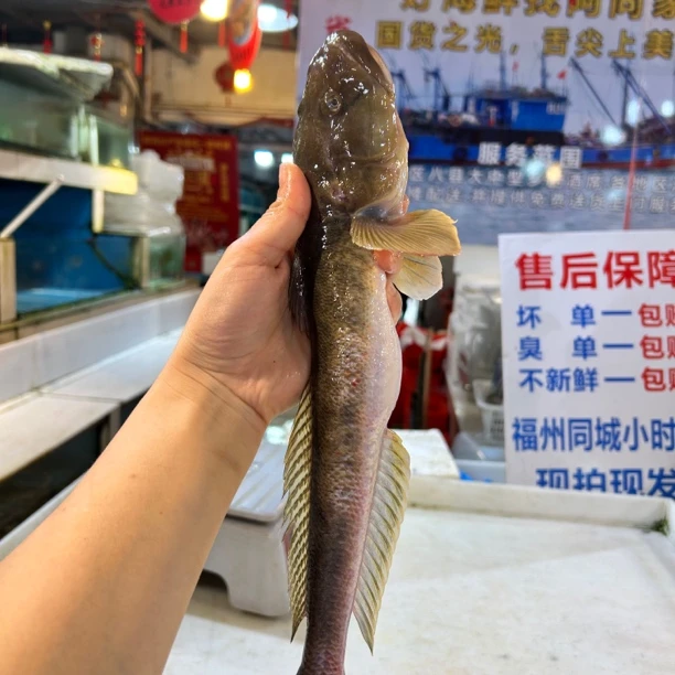 【保鲜不保活】野生鲟虎鱼小龙鱼味道鲜美福州发货
