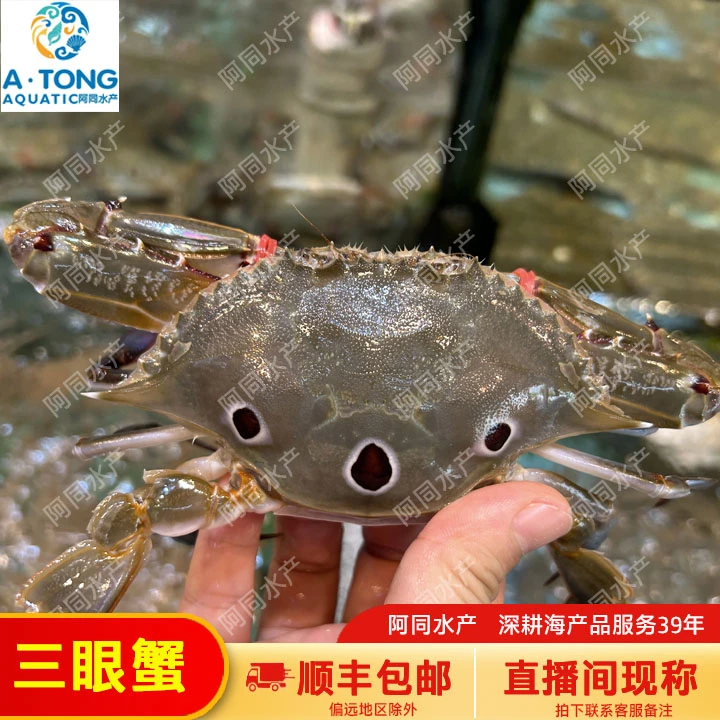 【保鲜不保活】新鲜三眼蟹单只规格1两以上1斤起