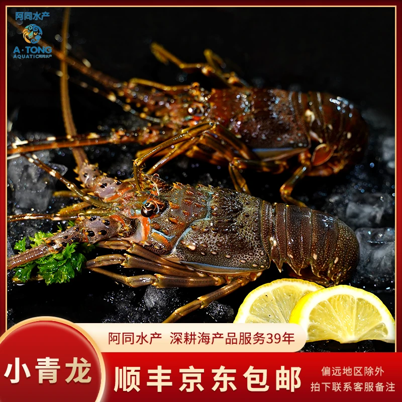 【阿同水产】缺氧小青龙 大龙虾大青龙 龙虾海鲜水产全国可拍