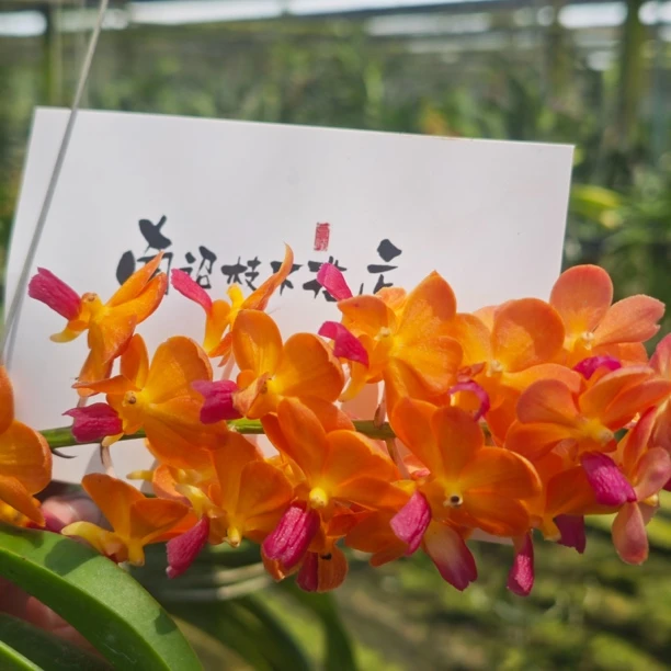 【南诏优品】Vanda • 曼谷维拉 浓香万代兰一年多次开花 花期长